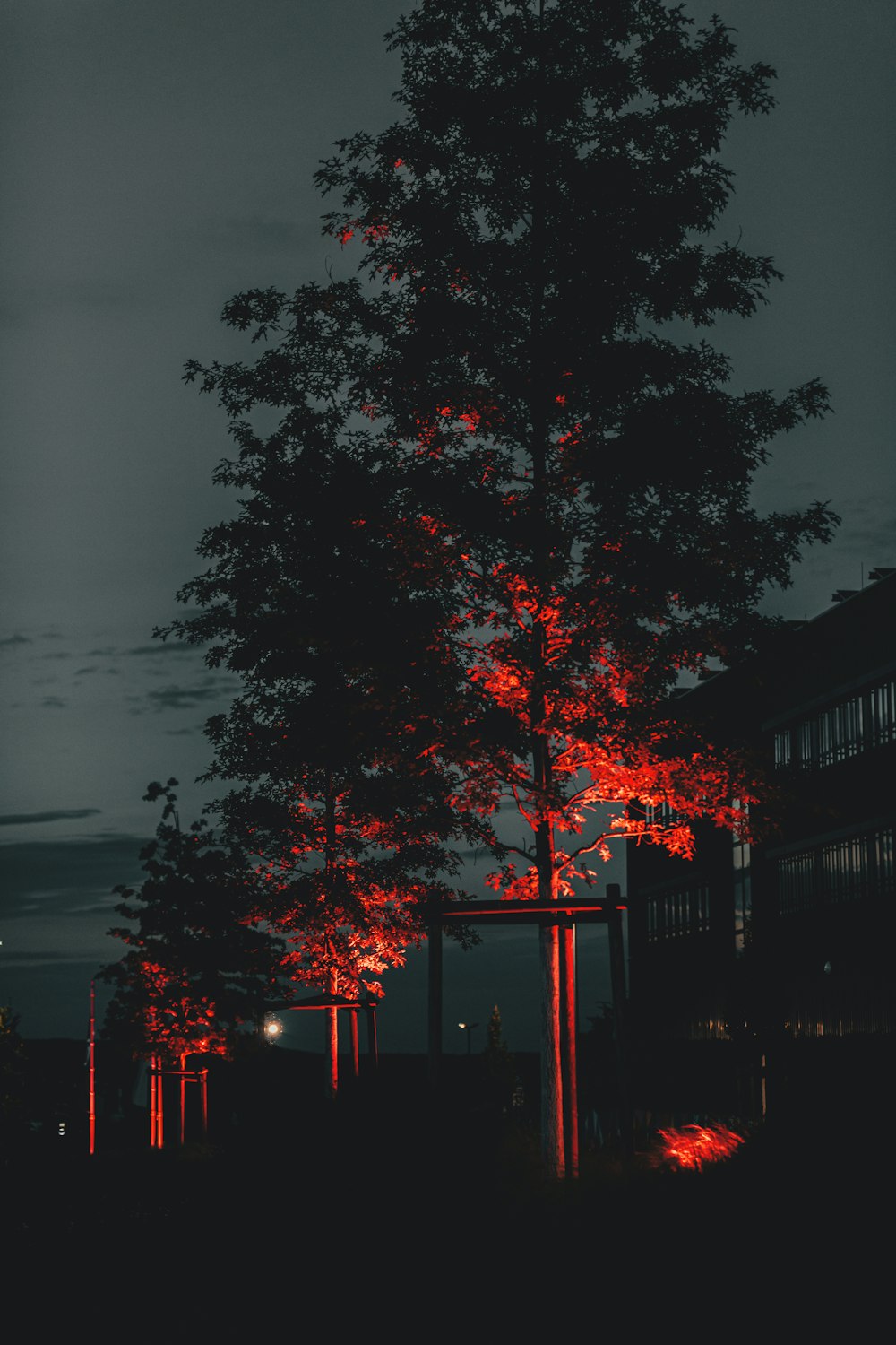 夜間の建物近くの赤い葉の木