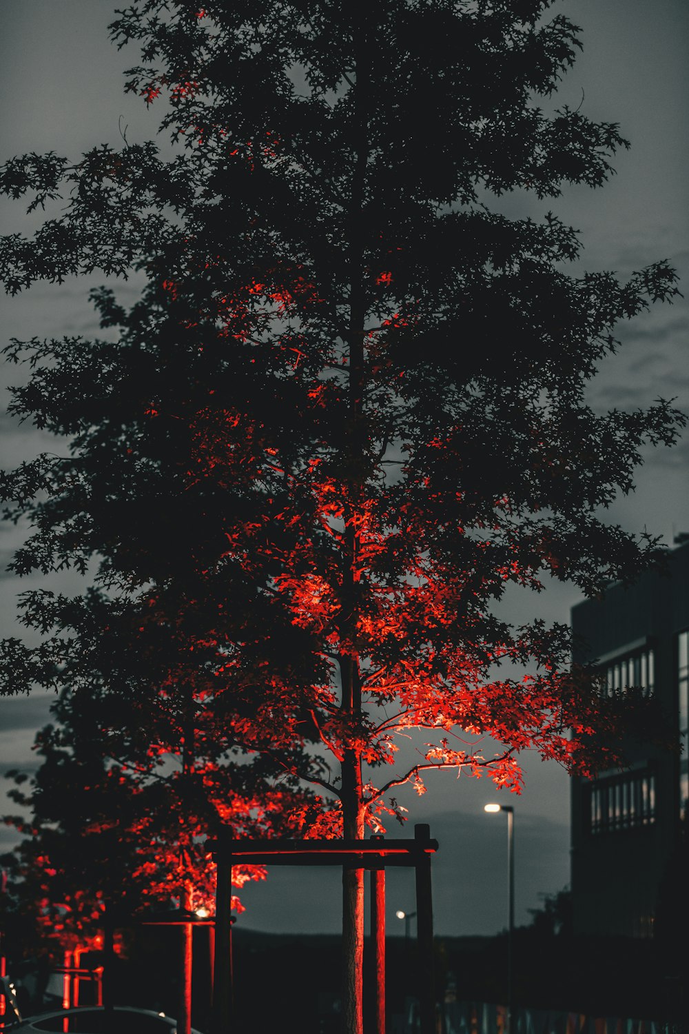 green tree near road during daytime