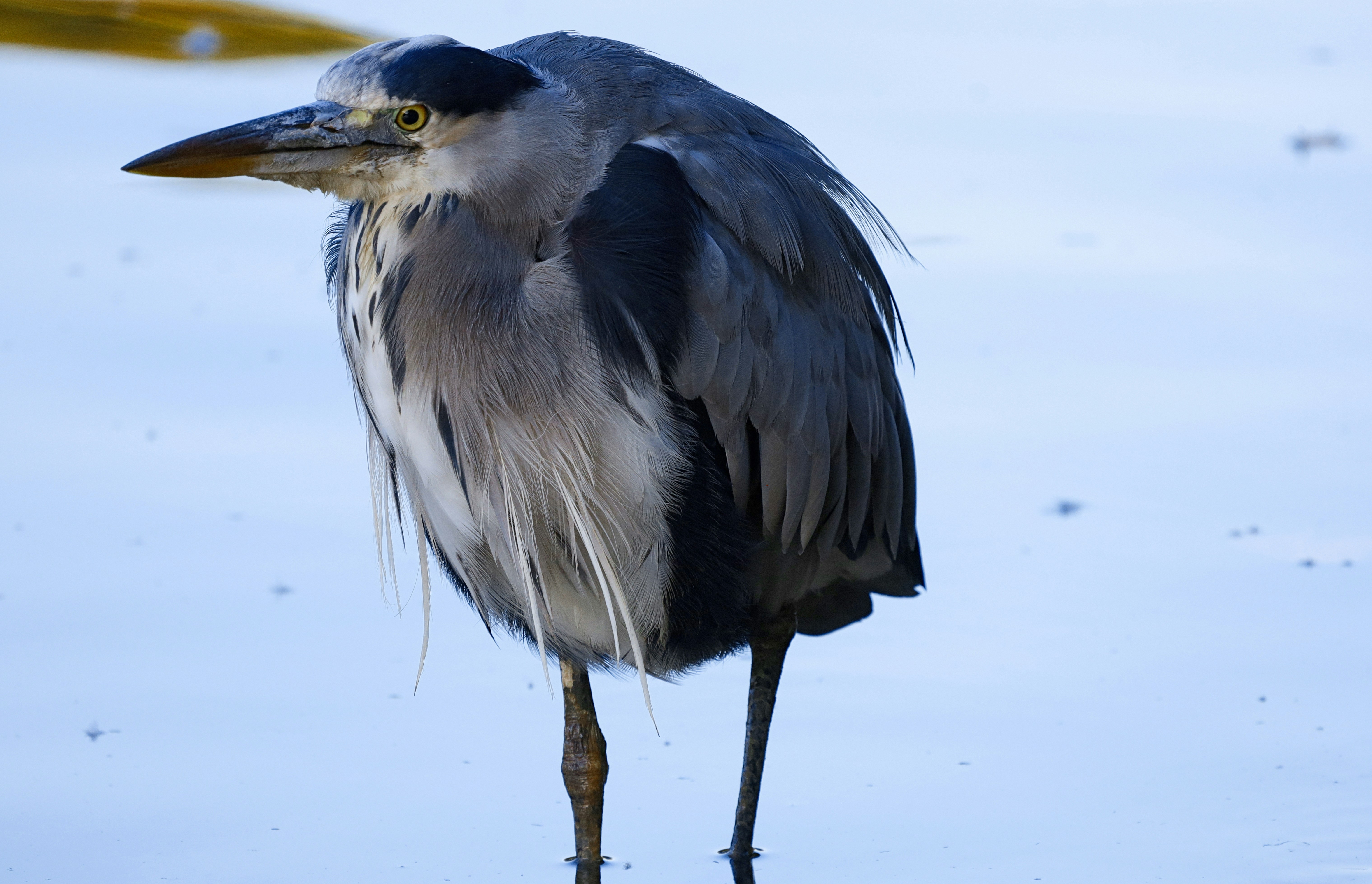 Photo by grievek1610begur