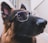 A close-up of a German Shepherd wearing a pair of transparent glasses. The dog has a focused and attentive expression, with its ears perked up and eyes looking forward. The fur has a mix of black and brown hues, and the background is softly blurred.