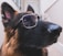 A close-up of a German Shepherd wearing a pair of transparent glasses. The dog has a focused and attentive expression, with its ears perked up and eyes looking forward. The fur has a mix of black and brown hues, and the background is softly blurred.