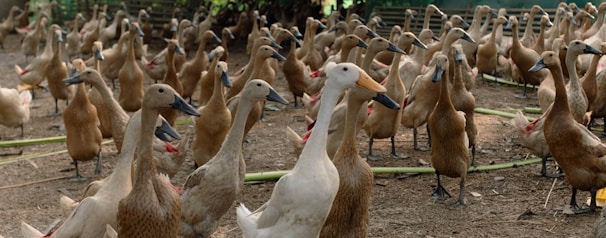A large flock of ducks stands on a dirt ground, with some green vegetation scattered around. The ducks are mostly brown, while a few are white, and they seem to be gathered closely together in what appears to be a natural or farm setting.