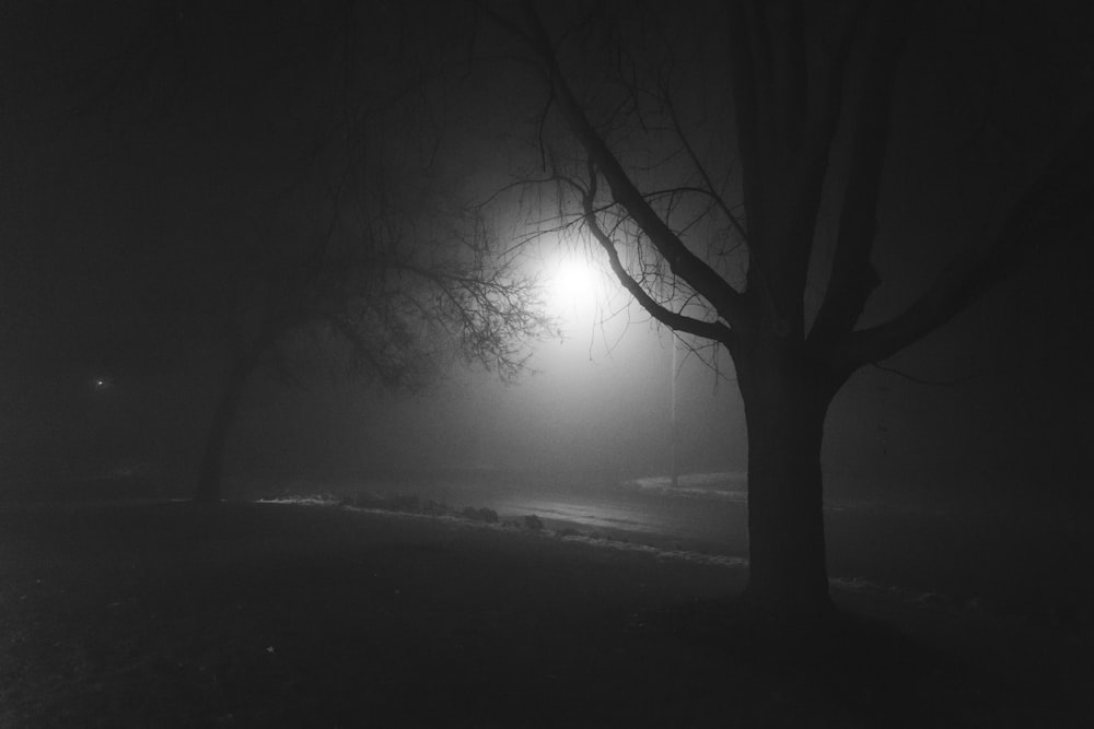 grayscale photo of bare tree on foggy weather