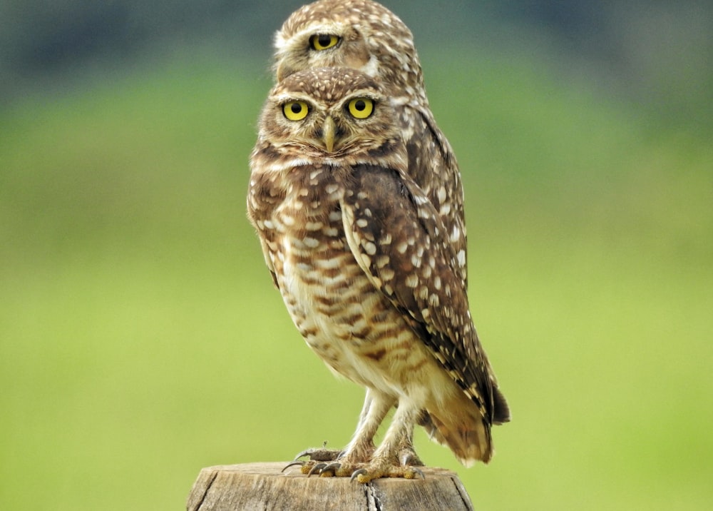 brown owl on brown wooden log during daytime