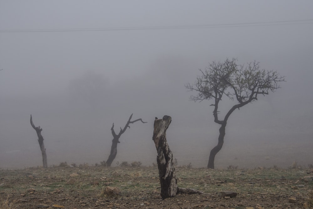 leafless tree on brown grass field