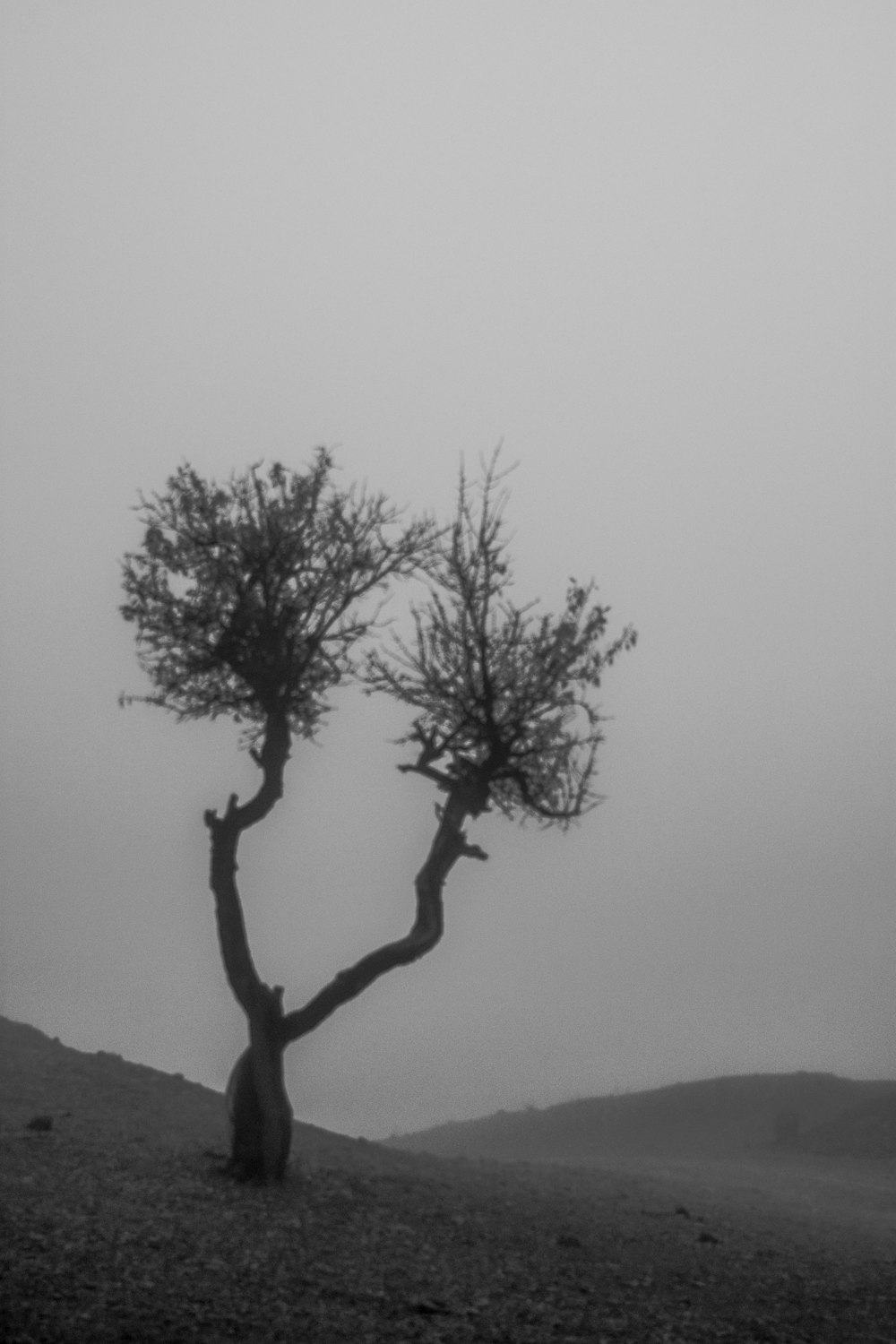 leafless tree on hill during daytime