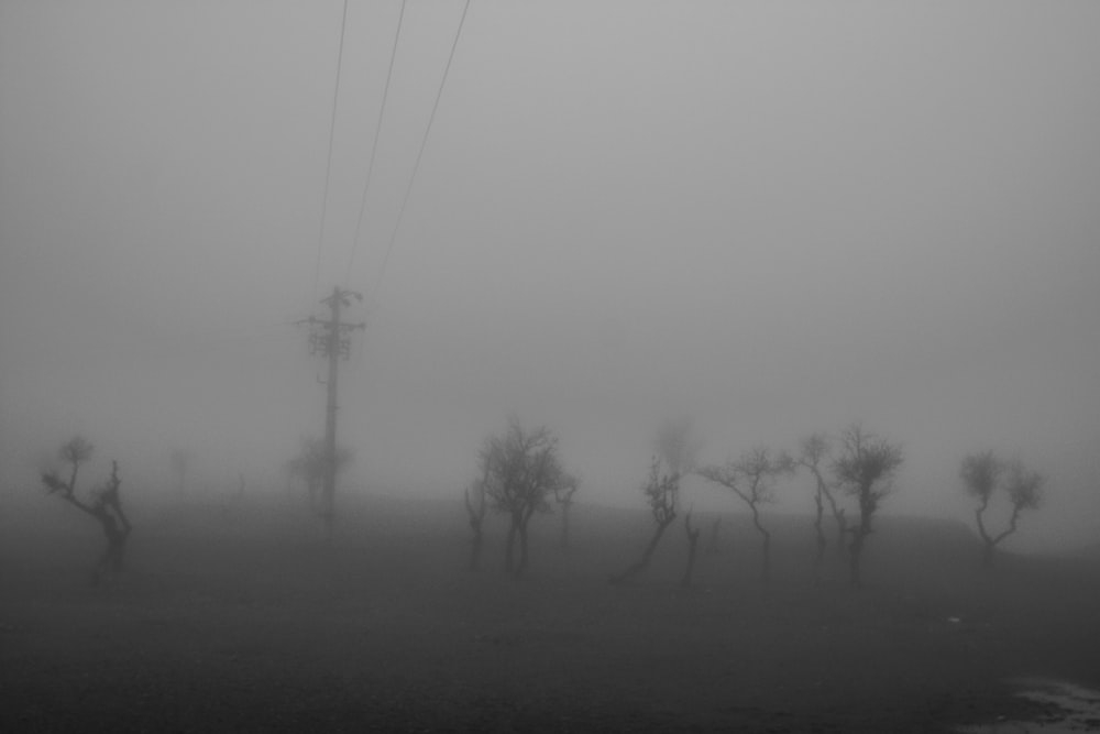 bare trees under gray sky