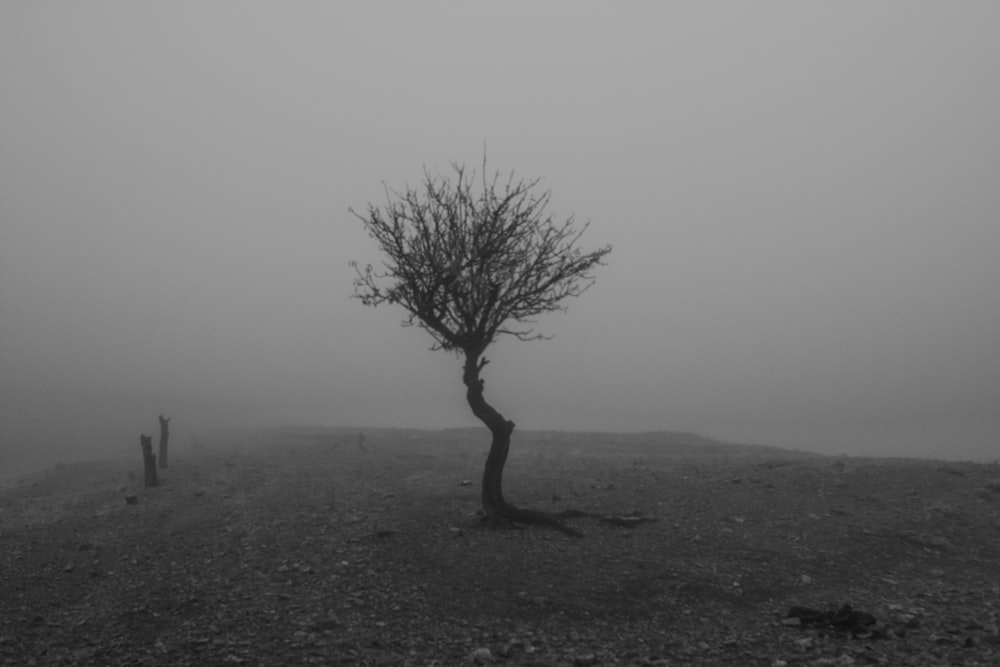 leafless tree on black field