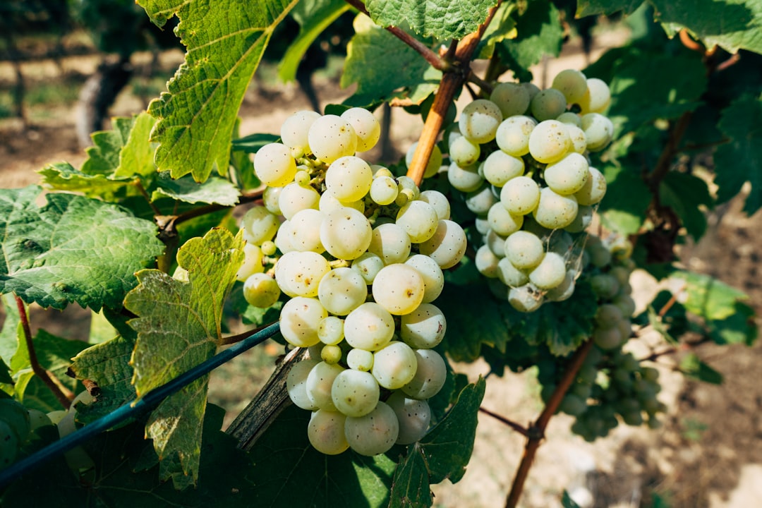 white round fruits on green leaves