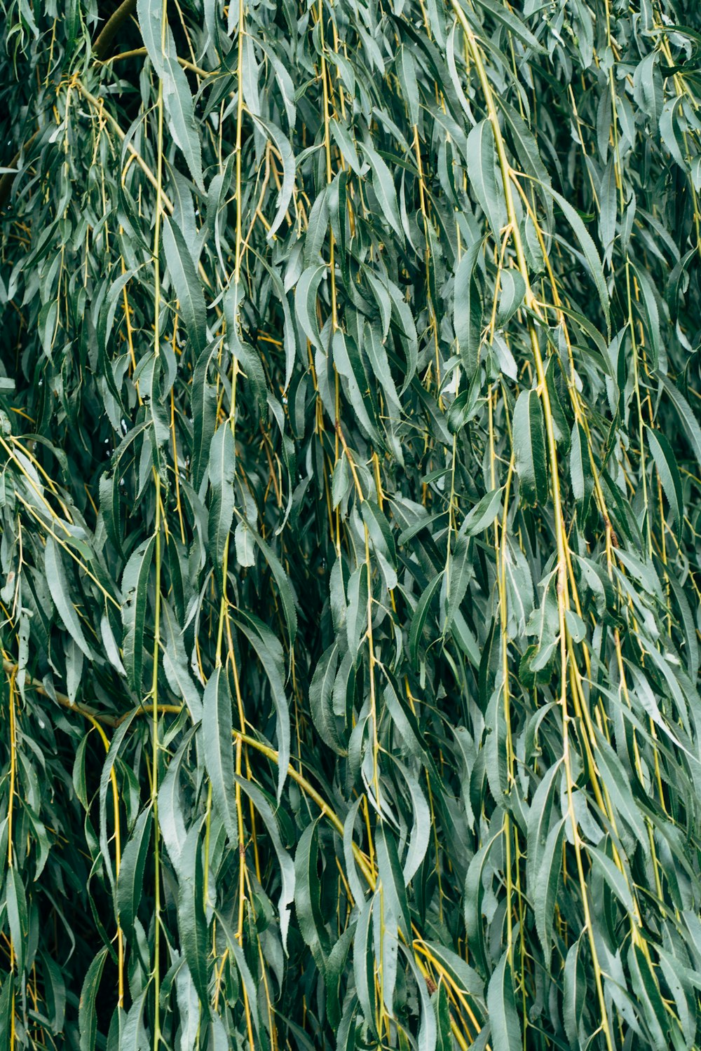 green and white leaf plant