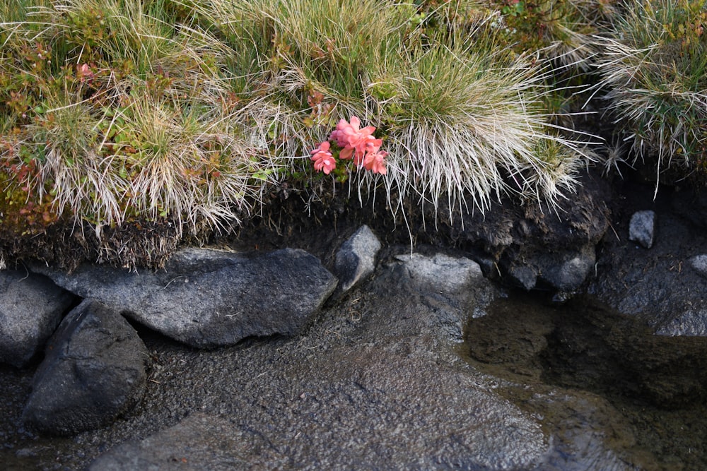 rosa Blüten auf grauen Felsen