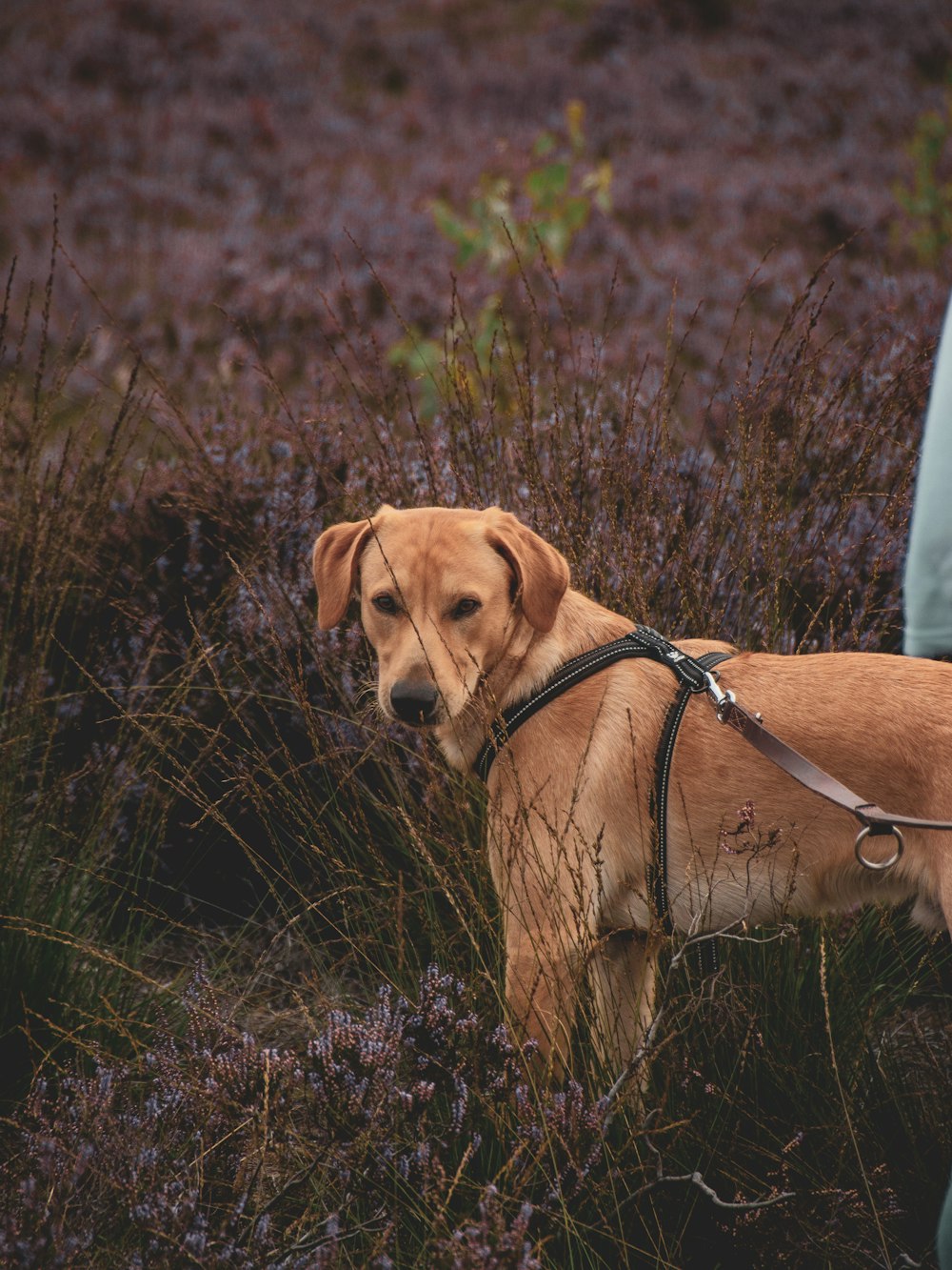 brown short coated dog on green grass field during daytime