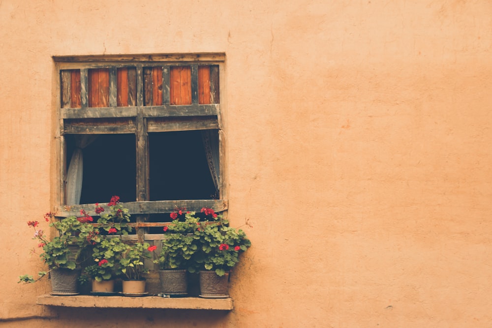 red and pink flowers on window