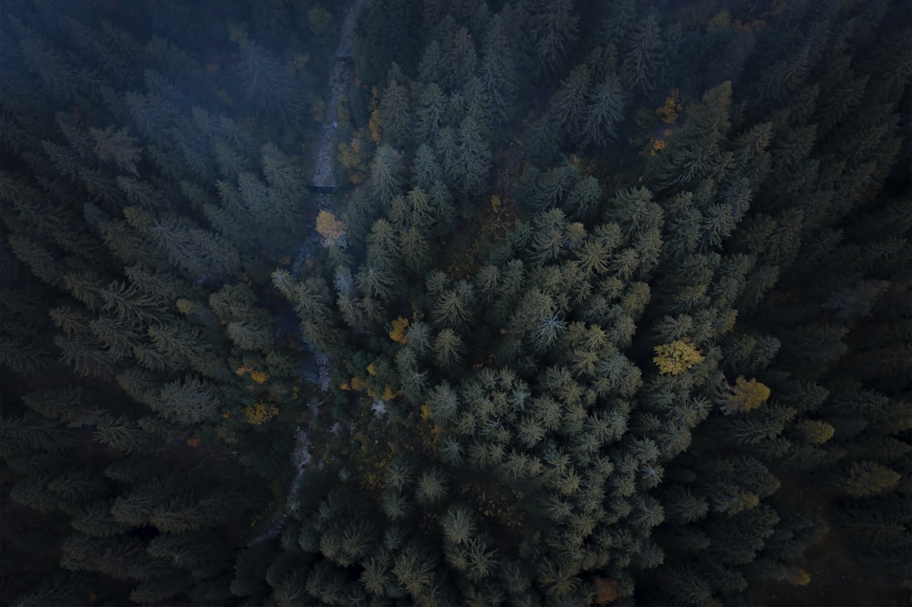 green and brown trees on mountain during daytime