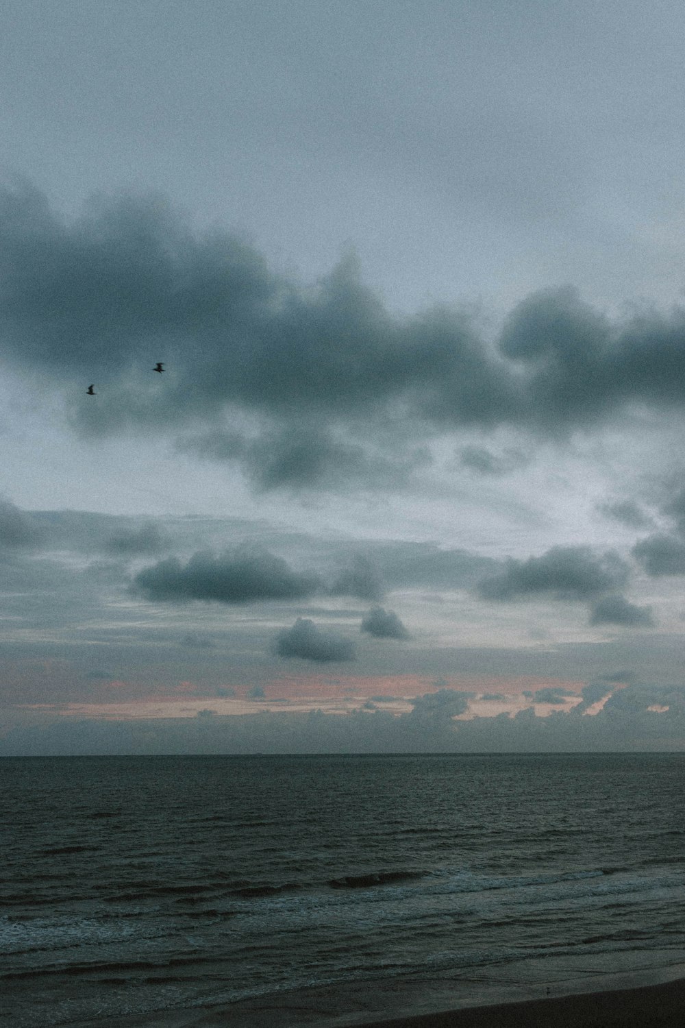 oiseaux volant au-dessus de la mer pendant la journée