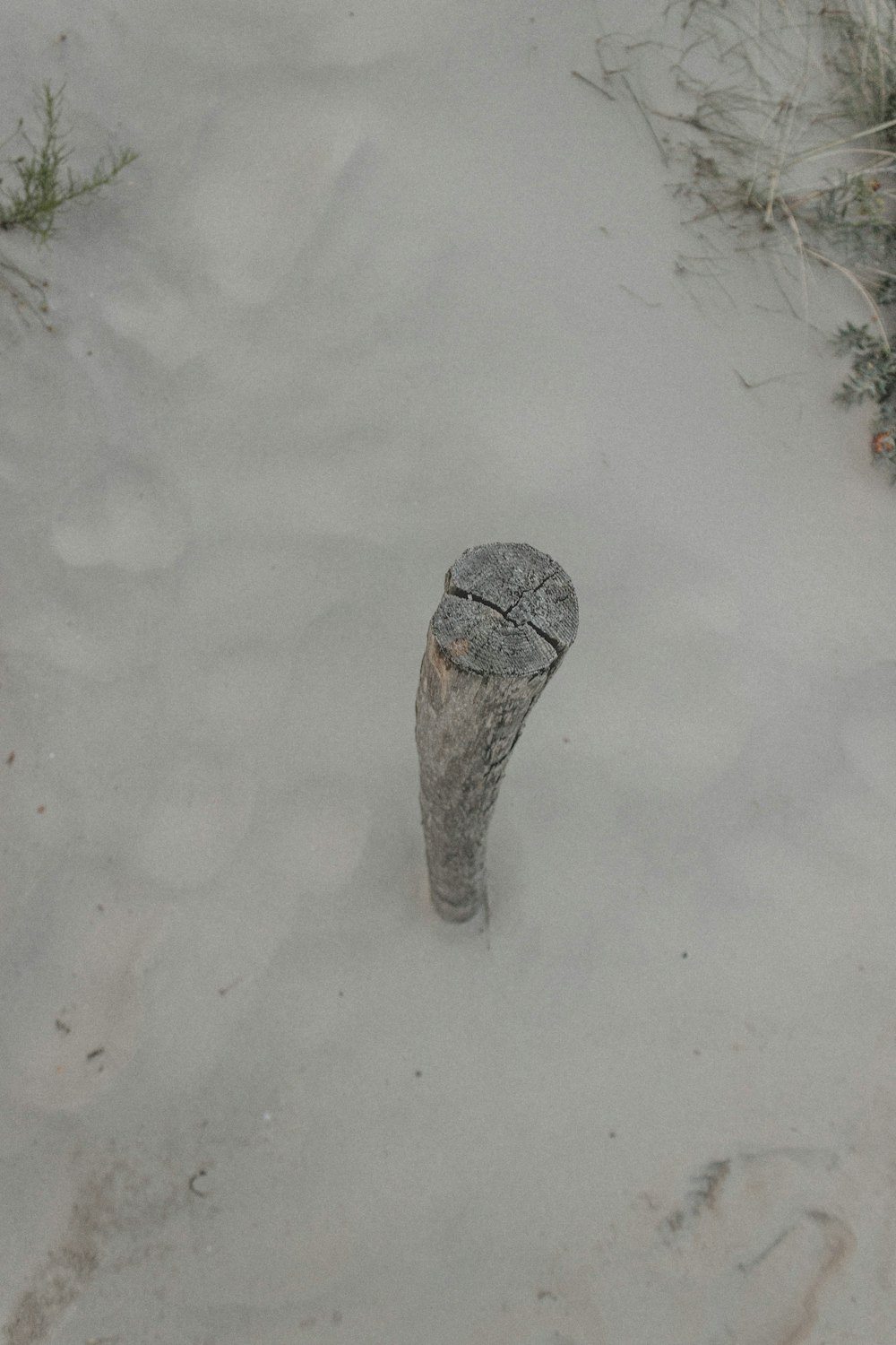 Grauer und schwarzer Vogel auf weißem Sand