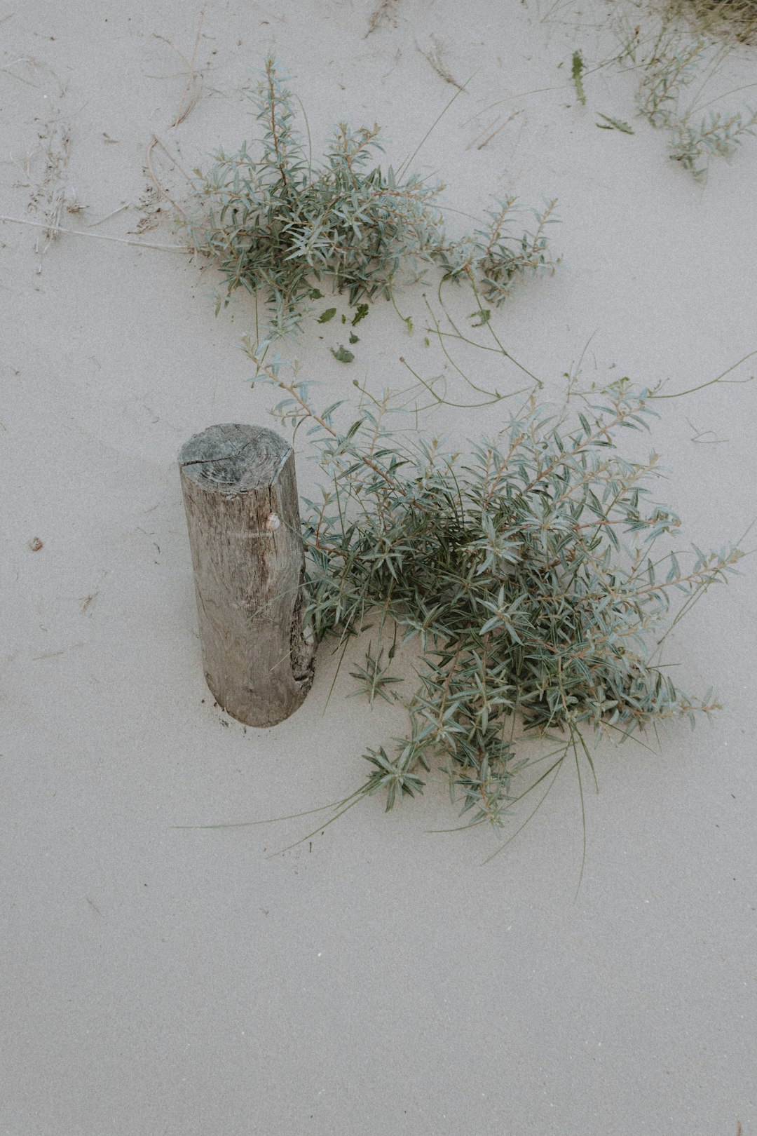 green plant on white concrete wall