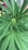 A close-up view of a cannabis plant, showcasing its elongated green leaves with serrated edges. The central stem is visible, surrounded by closely packed leaves radiating outward.