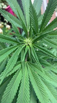A close-up view of a cannabis plant, showcasing its elongated green leaves with serrated edges. The central stem is visible, surrounded by closely packed leaves radiating outward.