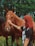 A person with red hair is gently touching the face of a brown horse. The background features lush green trees, creating a serene outdoor setting. The person's tattooed arm is visible, and they are wearing a black t-shirt.