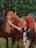A person with red hair is gently touching the face of a brown horse. The background features lush green trees, creating a serene outdoor setting. The person's tattooed arm is visible, and they are wearing a black t-shirt.