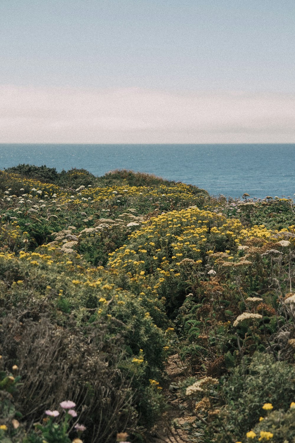 grünes und braunes Gras bedeckter Hügel am Meer während des Tages