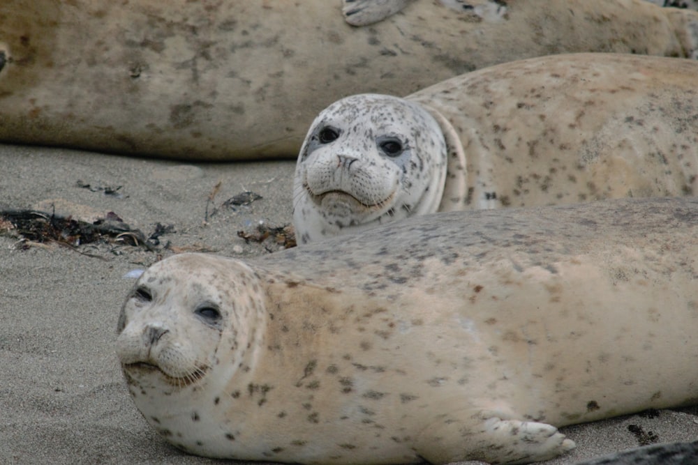 white seal lying on white sand during daytime
