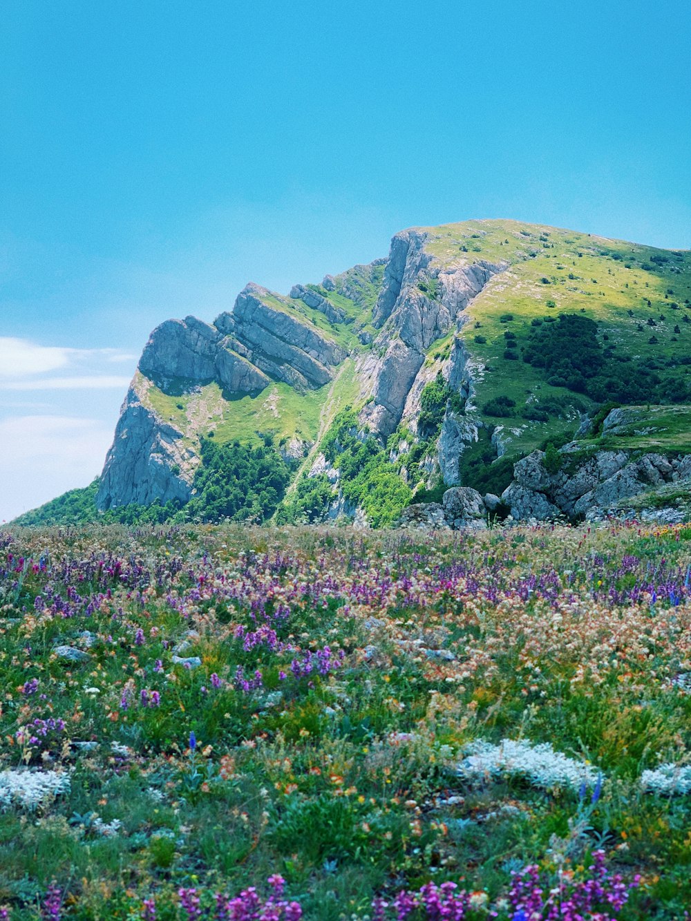 낮에는 푸른 하늘 아래 녹색과 회색 산 근처의 보라색 꽃밭