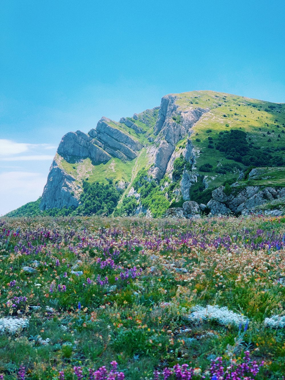 昼間の青空の下、緑と灰色の山の近くの紫色の花畑