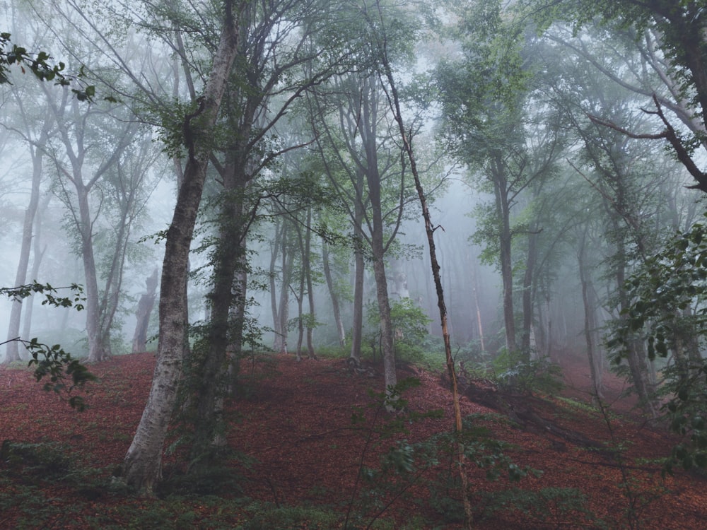 alberi spogli sul campo di erba marrone durante il giorno nebbioso