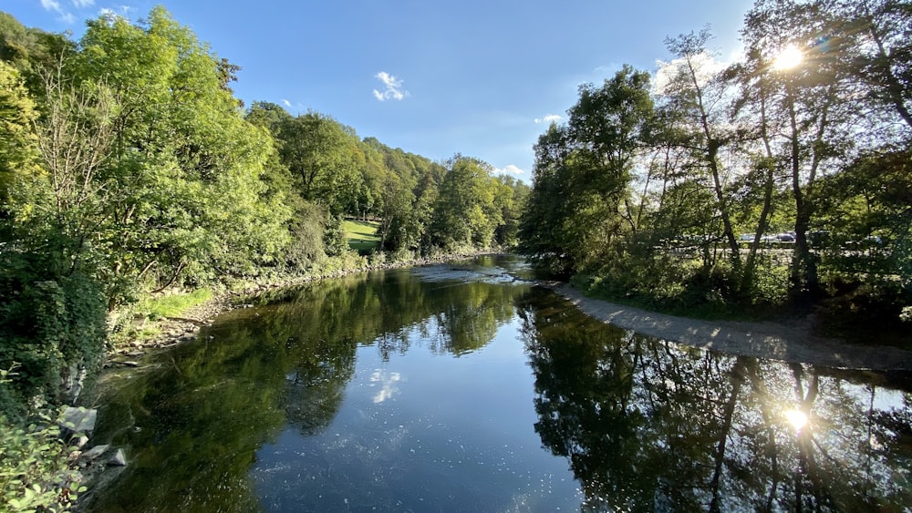 green trees beside river under blue sky during daytime