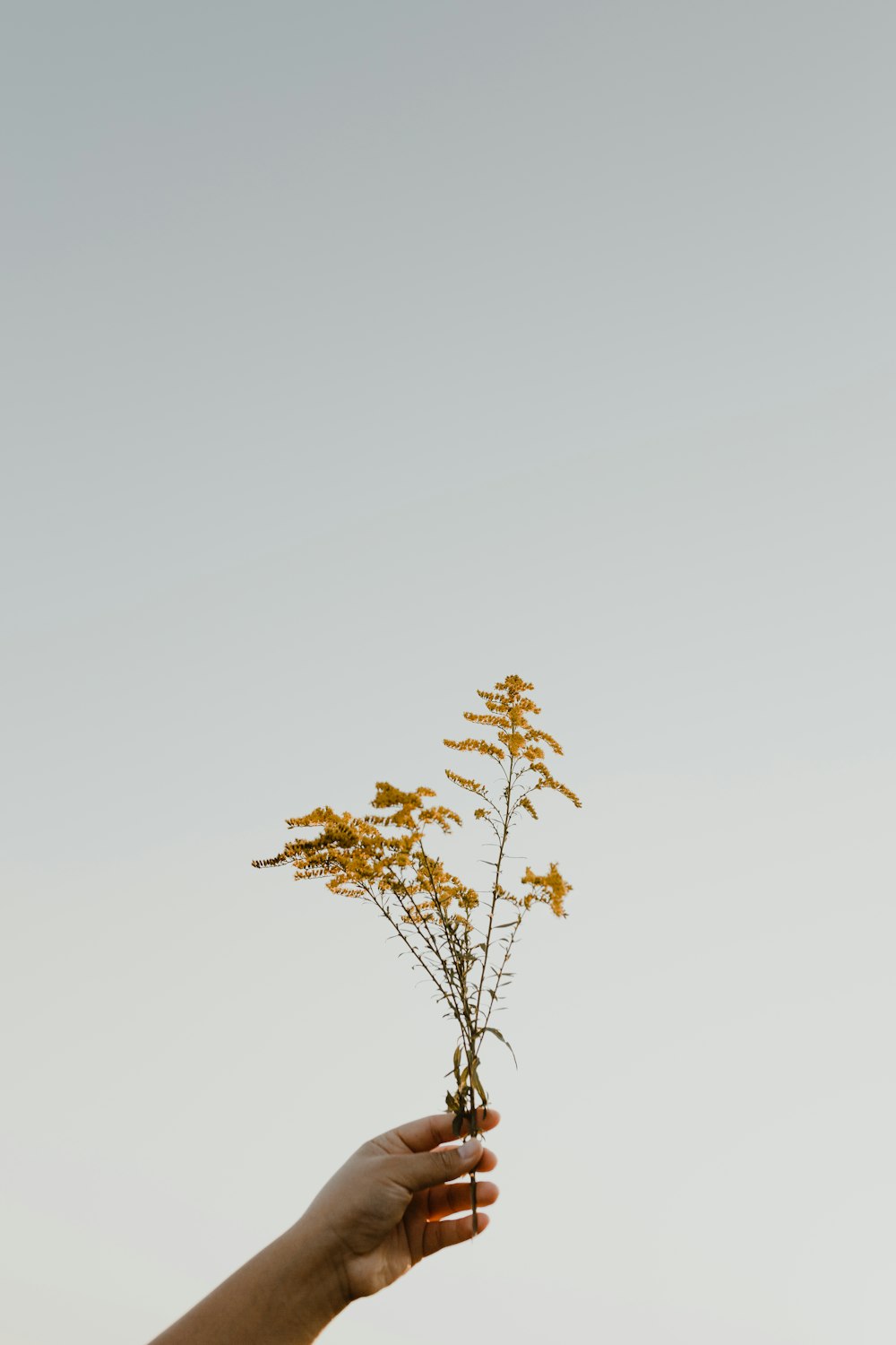 brown maple tree under white sky