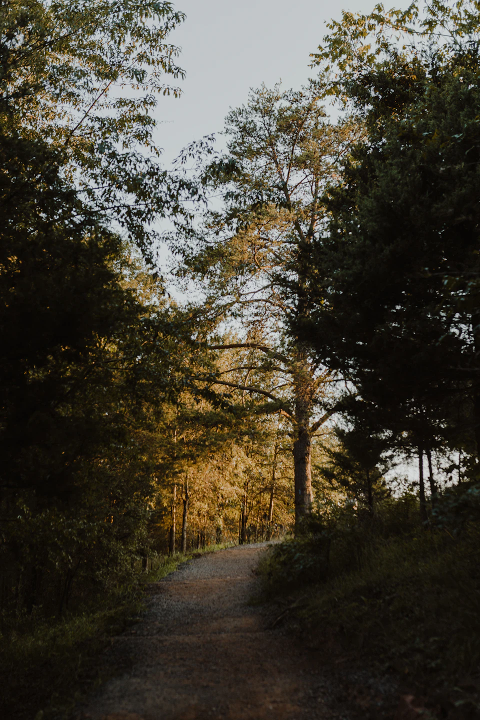 The image depicts a serene forest trail winding through a wooded area, with tall trees on both sides and a dirt path cutting through the center. The sun is shining brightly from the left side, casting long shadows and highlighting the vibrant green leaves of the surrounding foliage. The perspective suggests that the viewer is standing at the end of the trail, looking towards the horizon where the sky meets the forest canopy.