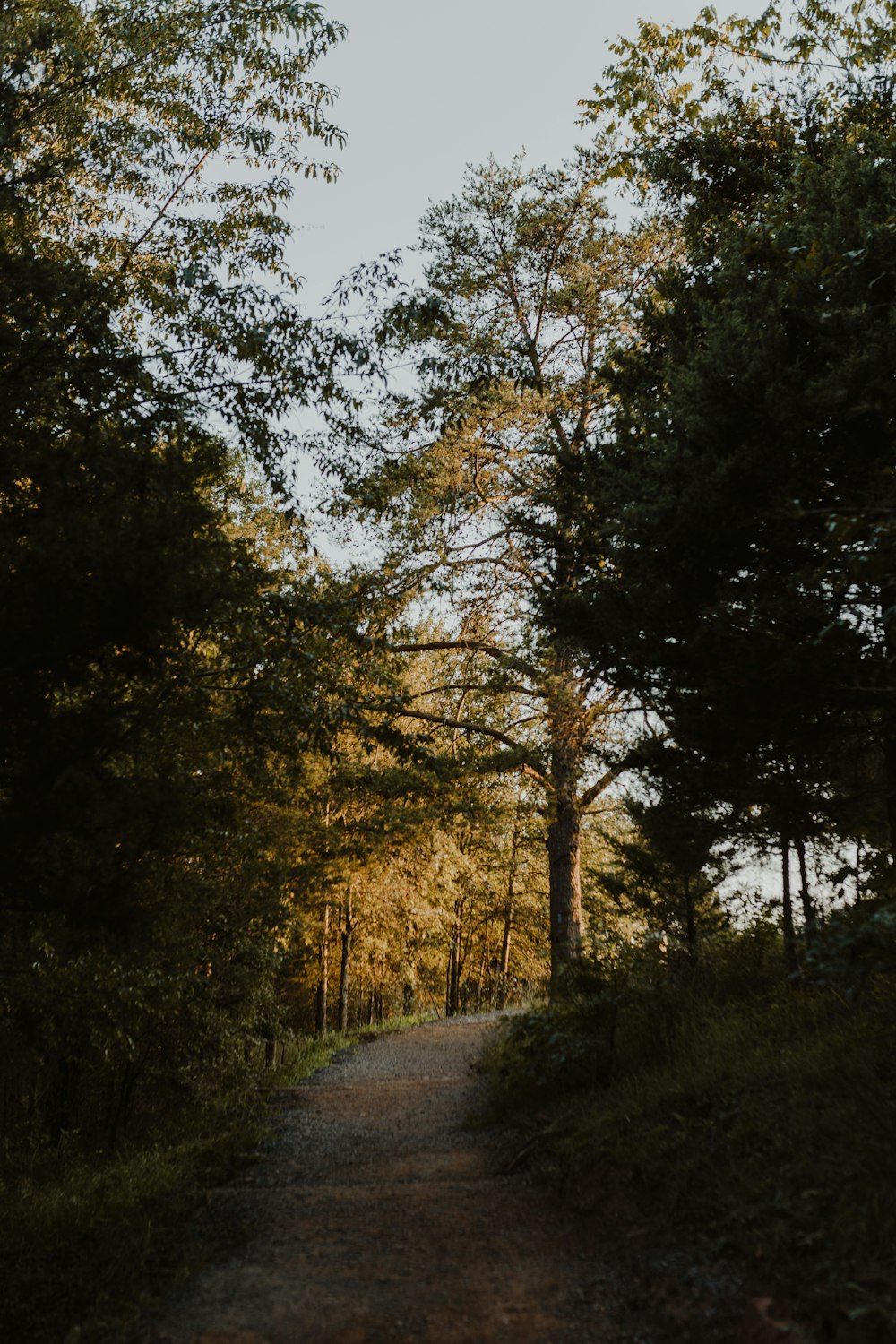 green trees beside gray road during daytime