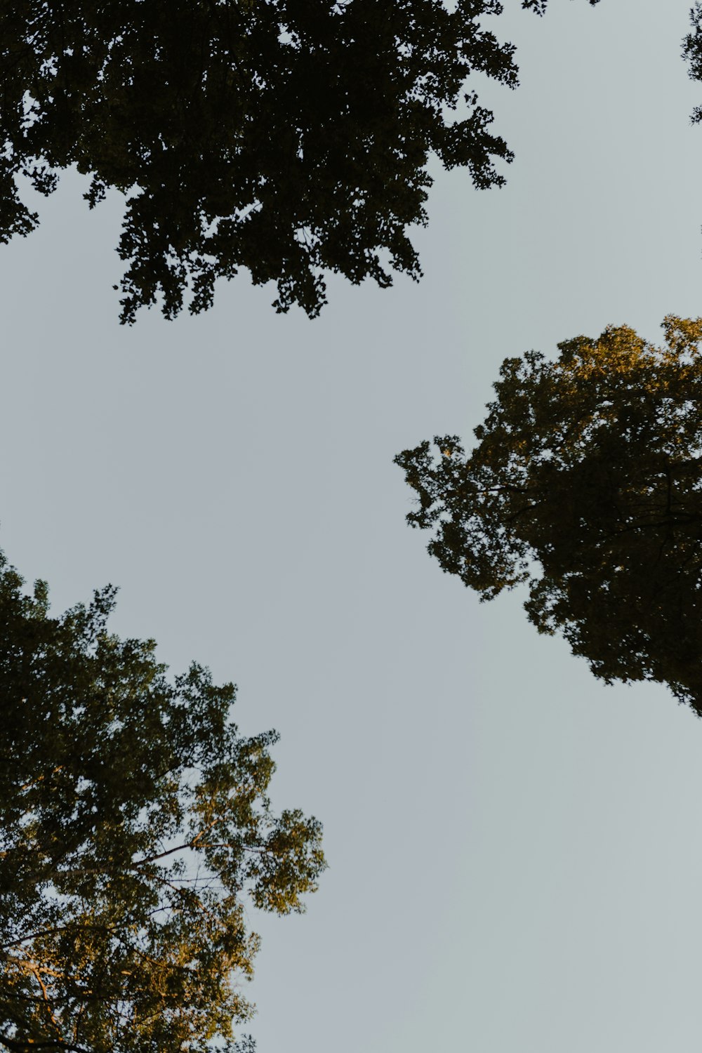 green trees under white sky during daytime