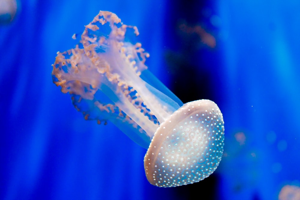 blue and white jellyfish in water