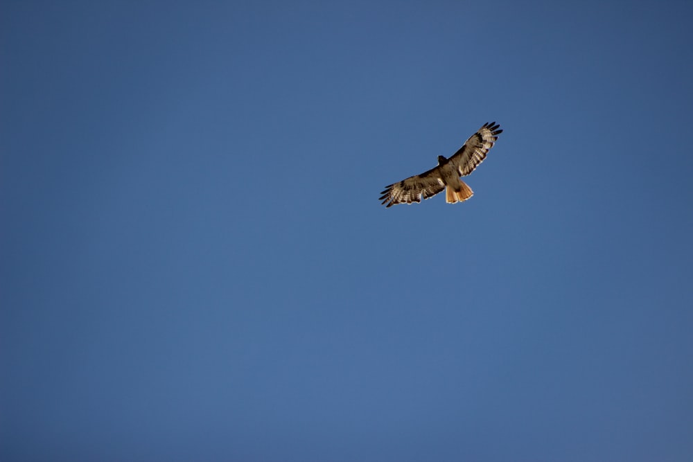 brown and white bird flying under blue sky during daytime