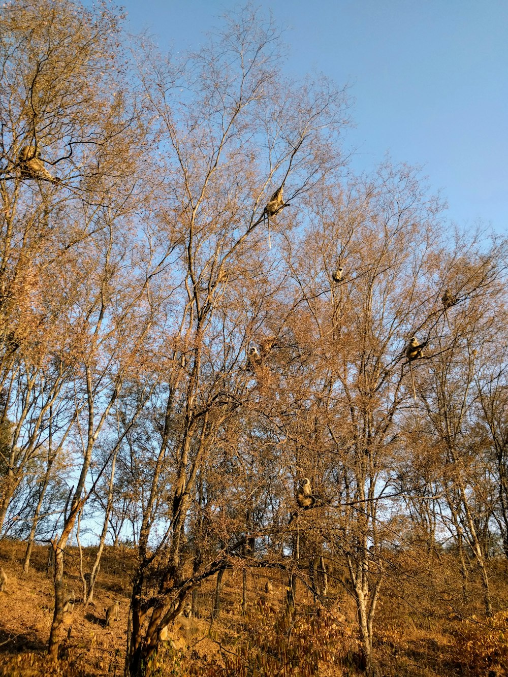 brown leafless tree under blue sky during daytime