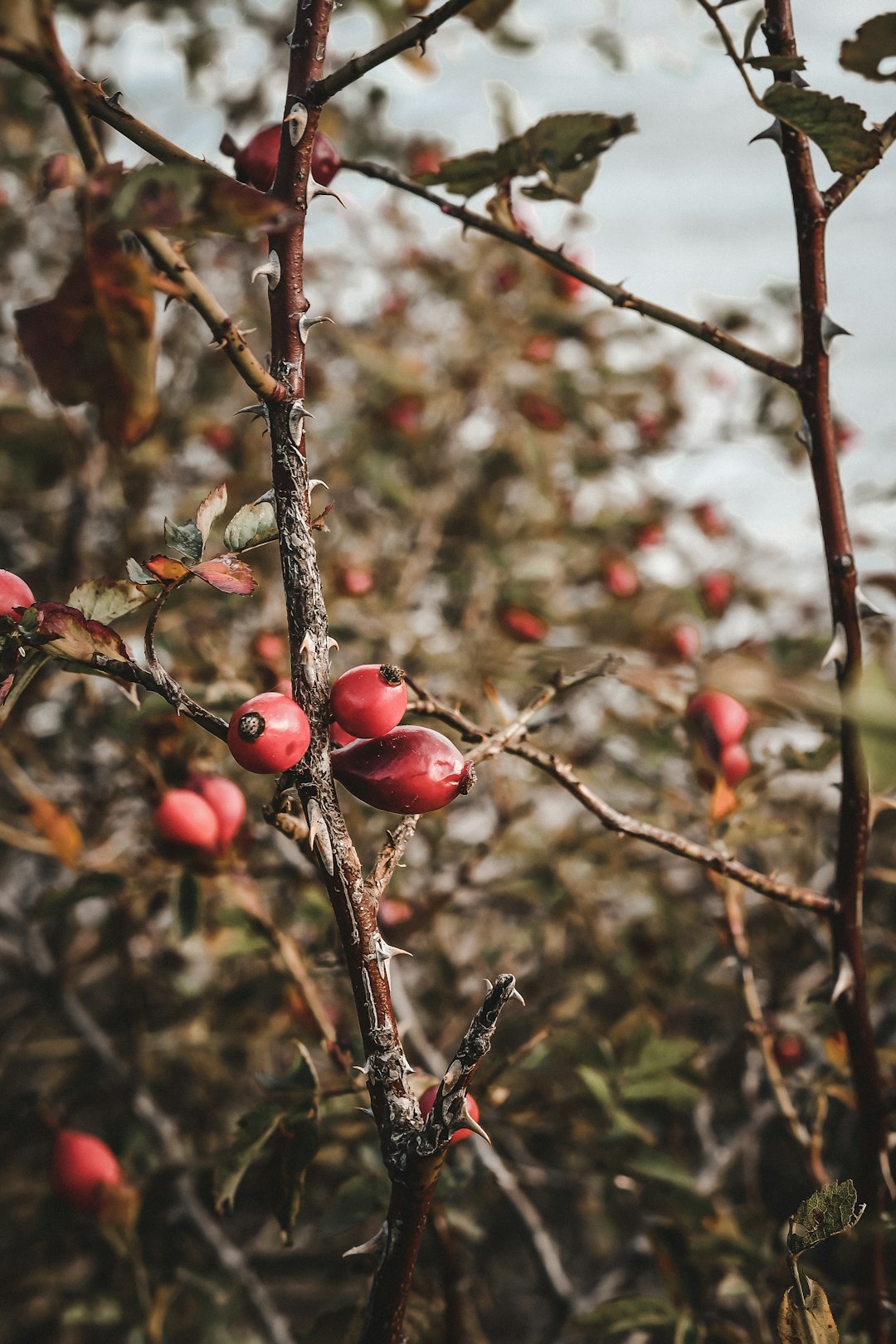 red round fruits on tree branch