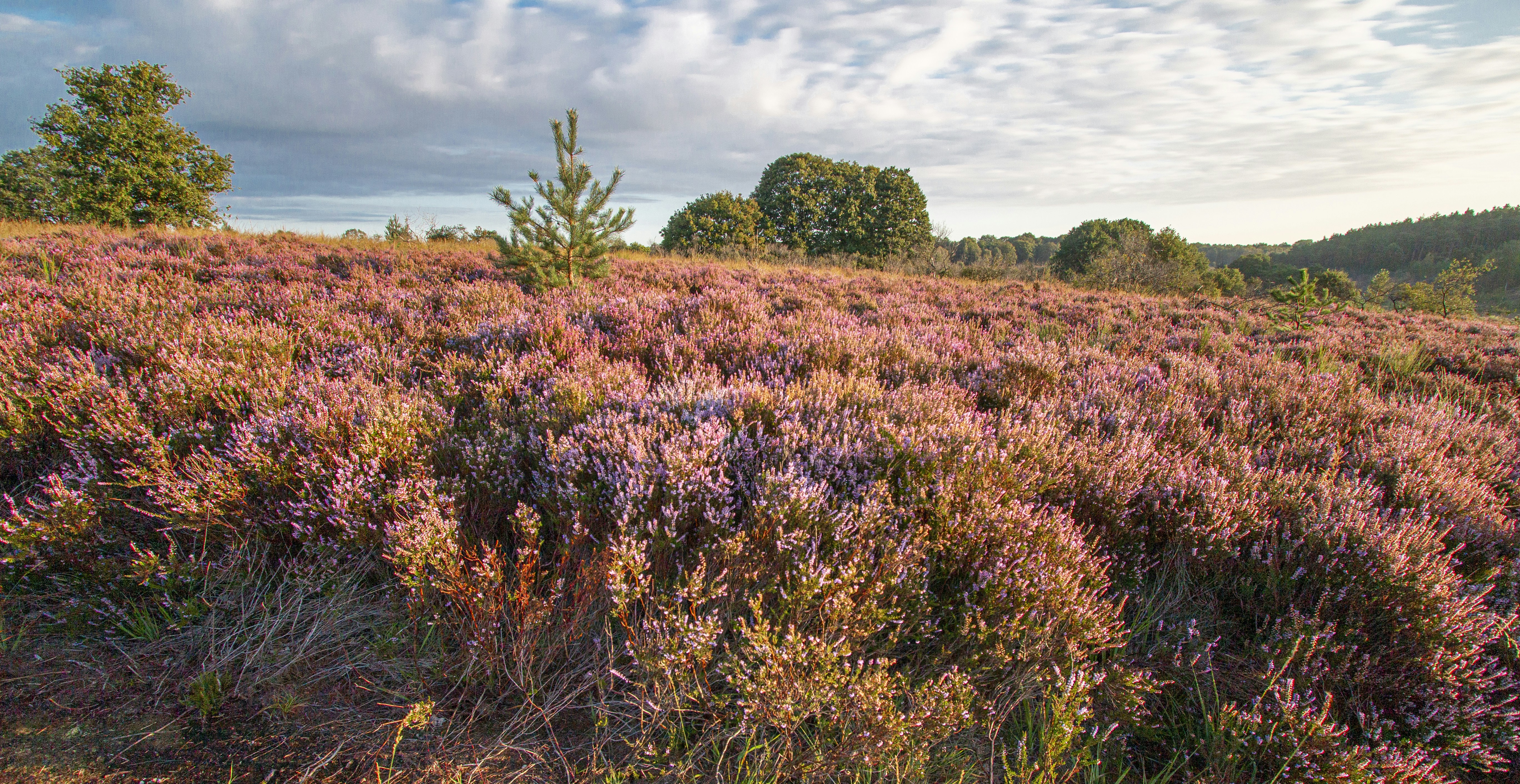 Photo by doctor_punk