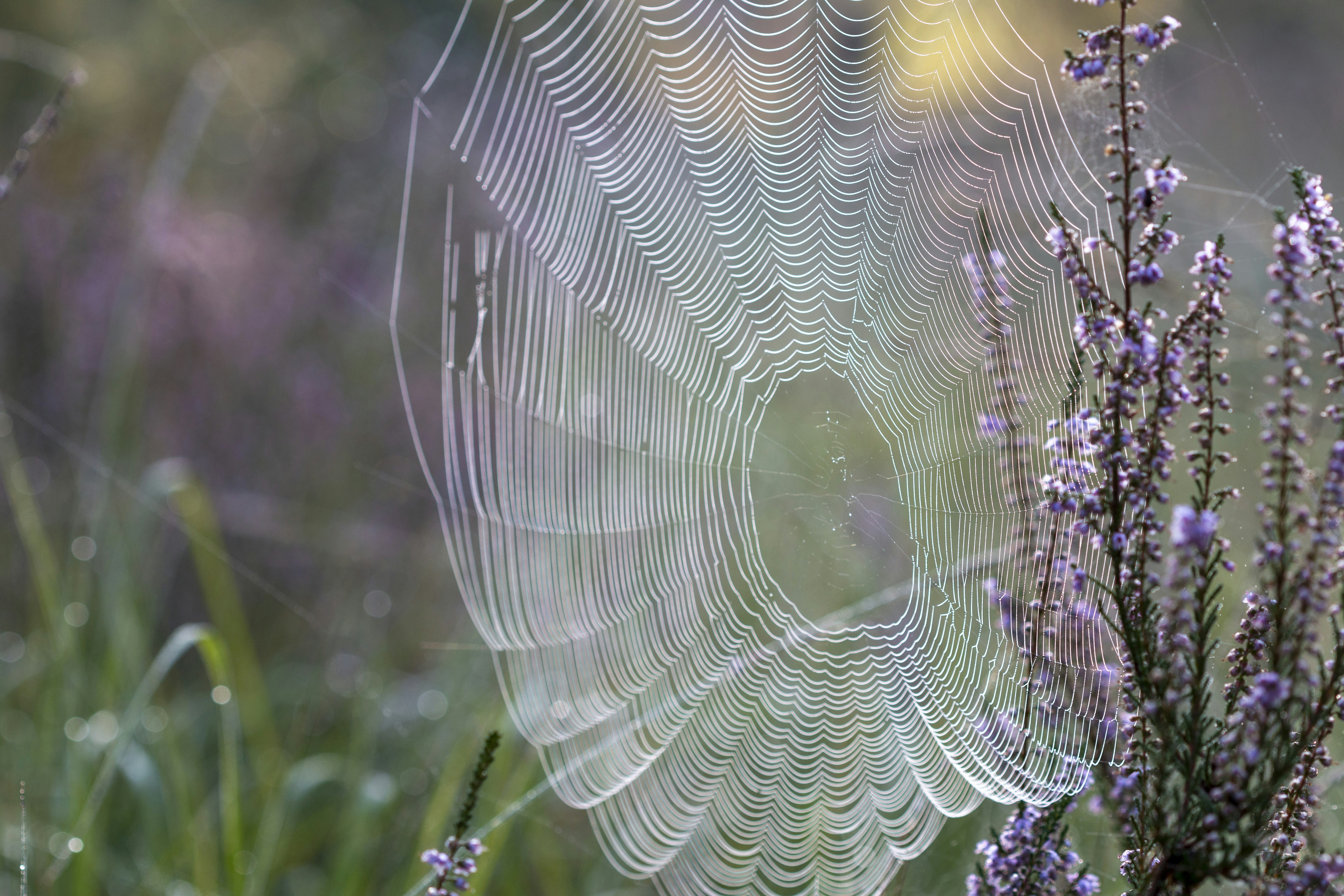 spider web in close up photography