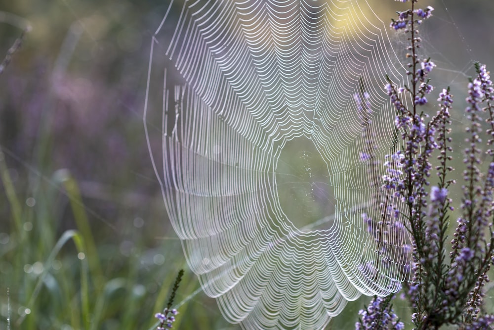 spider web in close up photography