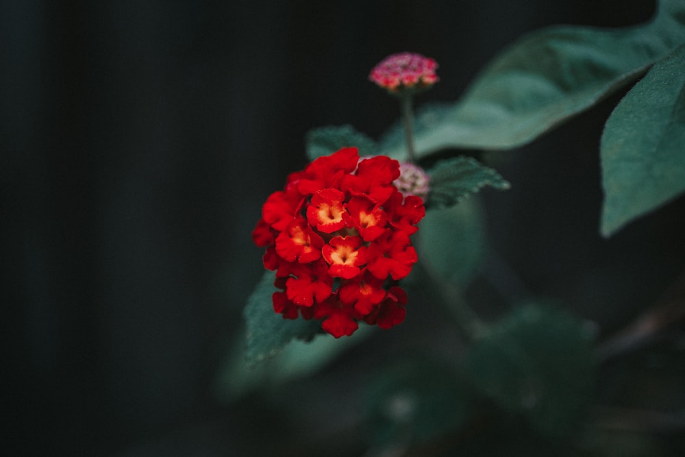 red flower in tilt shift lens