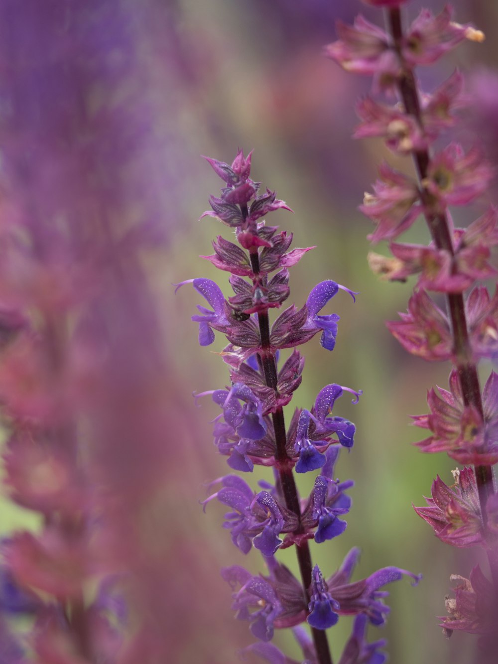 purple flower in tilt shift lens