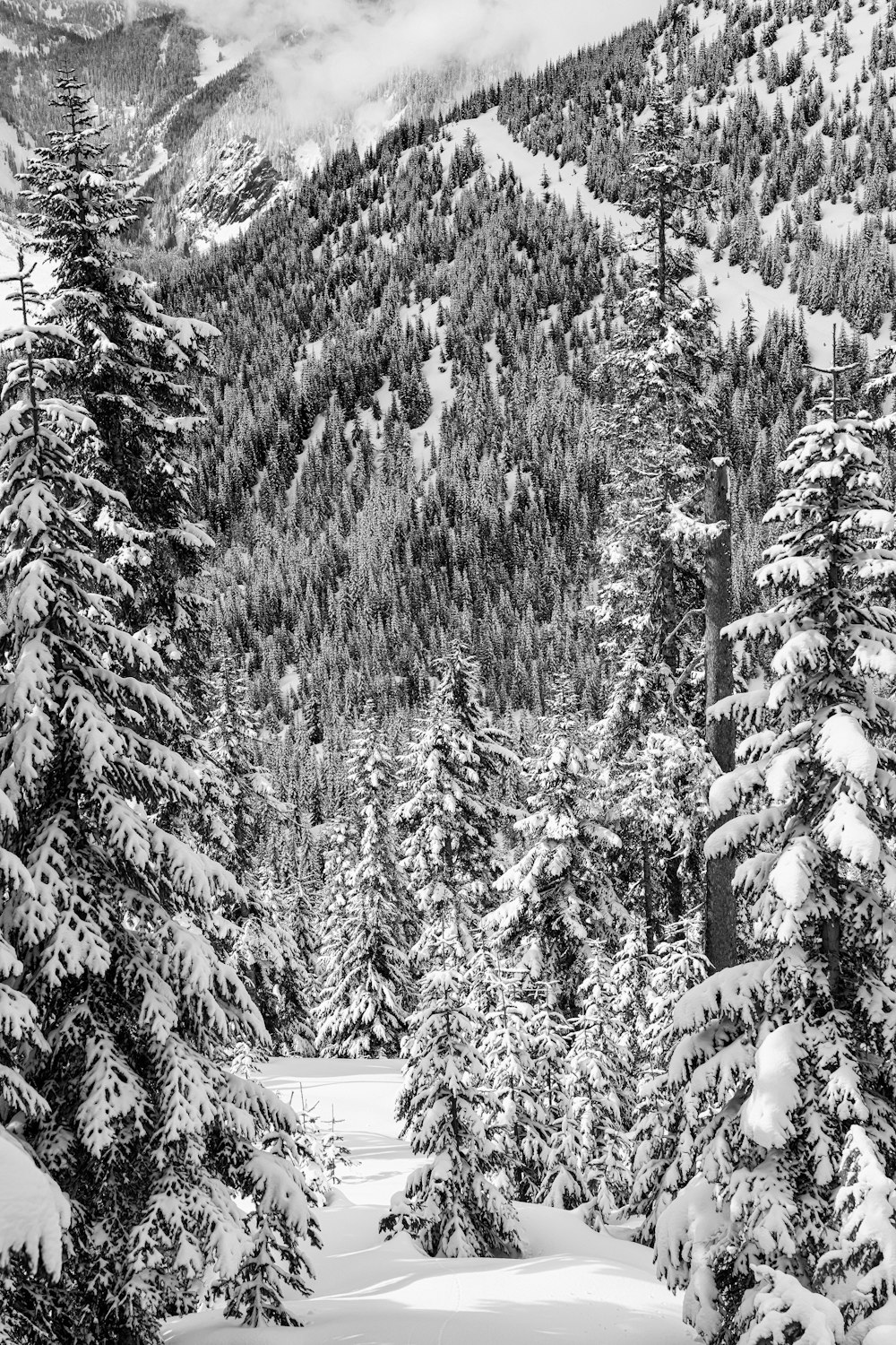 snow covered pine trees during daytime