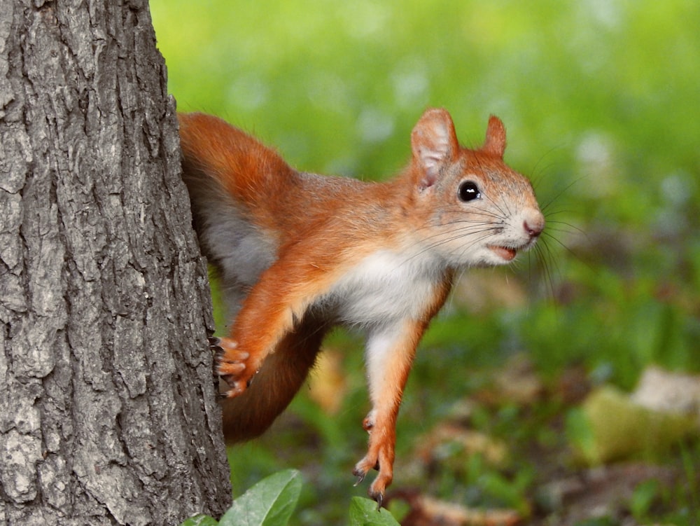 scoiattolo marrone e bianco su tronco d'albero marrone