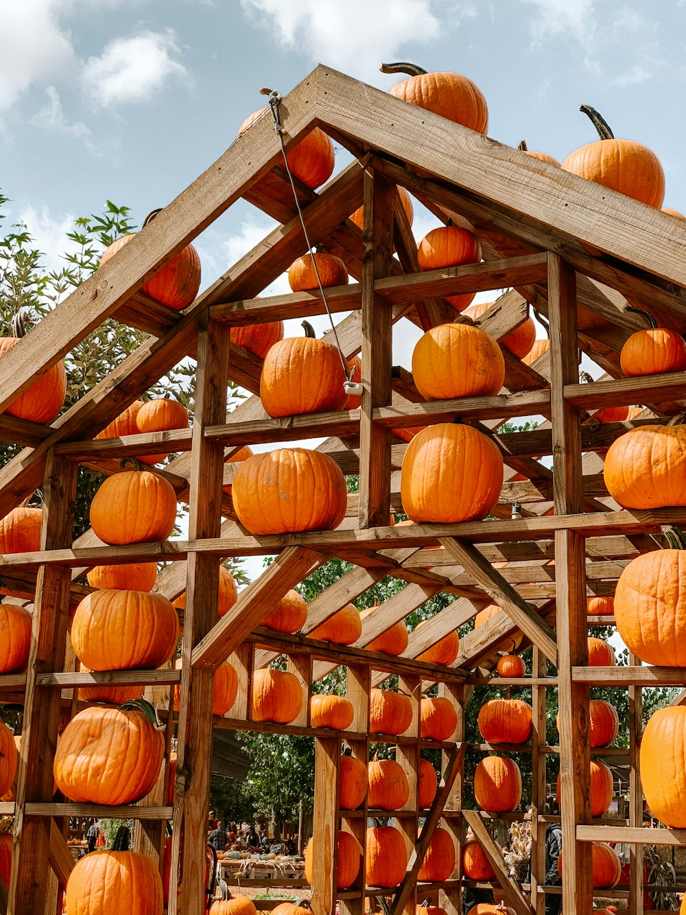 orange pumpkins on brown wooden shelf