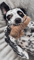 black and white dalmatian dog on brown textile