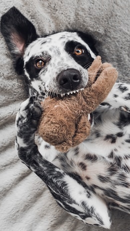 A plush squeaky toy shaped like a bone resting beside a cheerful small dog ready to play.