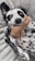 A happy dog playing with a toy from zeenup.online.